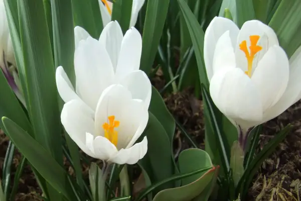 Crocus 