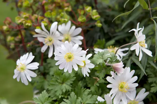 Finished container Container Know How Winter colour Anemone blanda Euphorbia Efanthia 240316 24032016 24/03/16 24/03/2016 24 24th March 2016 Spring Kevin Smith photographer Sarah Cuttle practical step by step horizontal ceramic pot white flower flowers
