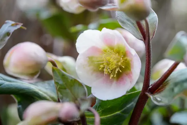 How to grow hellebores - Hellebore 