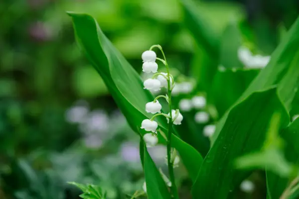 Lily of the valley