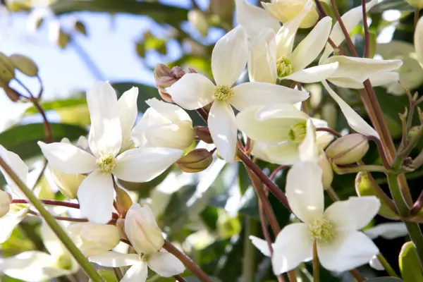 Clematis armandii