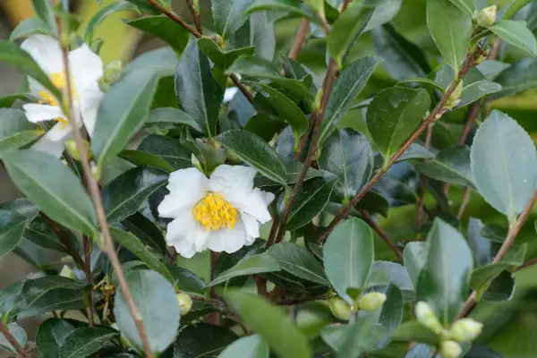 How To Plant a Camellia in a Pot