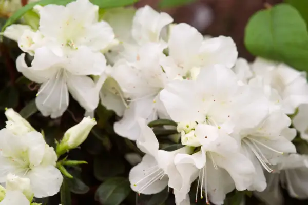 Rhododendron 