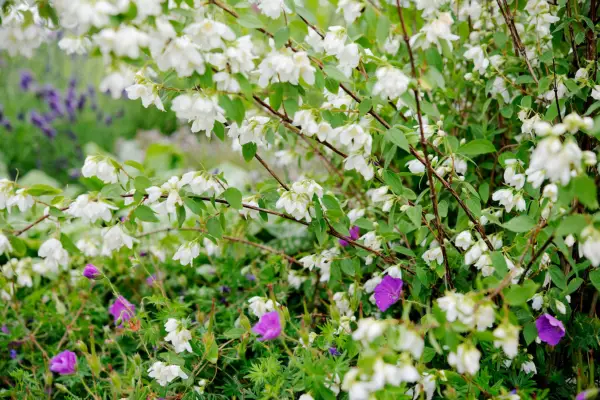Philadelphus ‘Manteau d’Hermine’ in flower