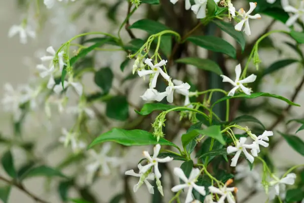Star jasmine, Trachelospermum jasminoides