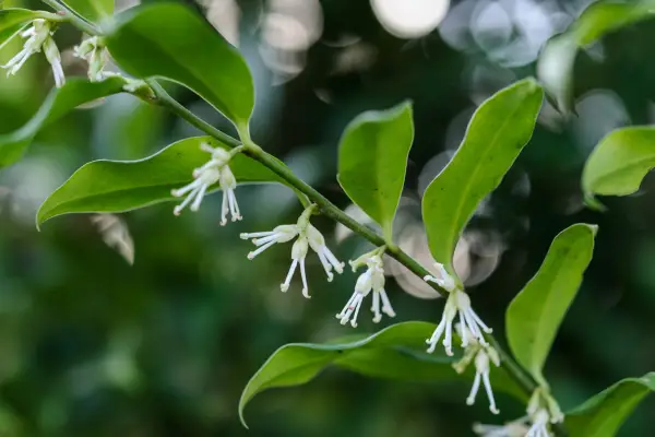 Sarcococca