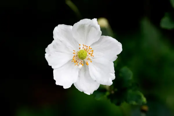 White Japanese anemone