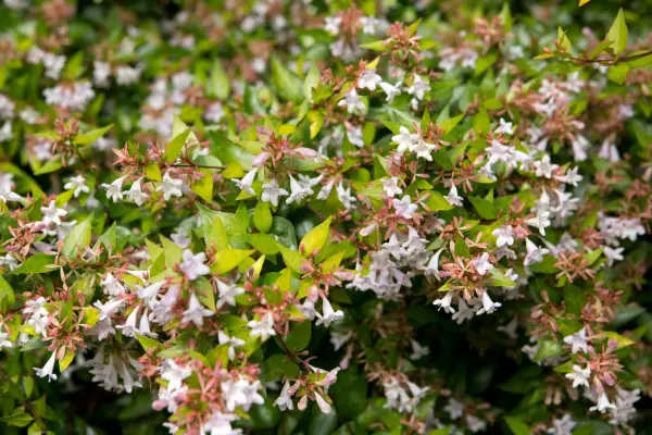 Abelia x grandiflora