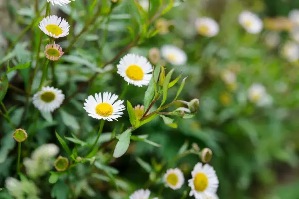 Erigeron karvinskianus