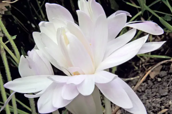 September 2010 22/09/2010 22/9/10 photo shoot for what to to now with Adam Pasco Photographer Tim Sandall Colchicum Waterlily Water Lily autumn naked ladies flower bulbs bulb /m/loader/final_group_loader/WTDN 22092010/Images/