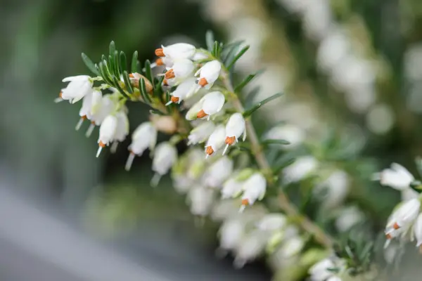 Winter plants for pots - Erica 