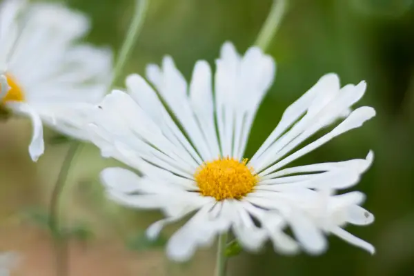 Lila Das Gupta Allotment series Taste test 09/09/10 09/09/2010 090910 09092010 9 September 2010 Late Summer Photographer Paul Debois practical chrysanthemum white gem koran spoon petals