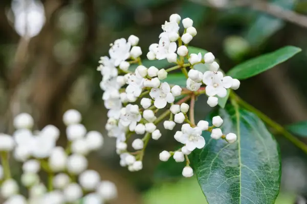 Viburnum tinus