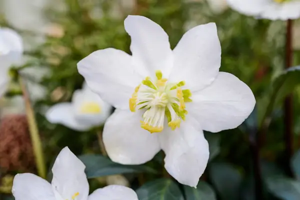 Fibreclay Aladdin verdigris effect pot pots container from Woodlodge Chelsea Terrace range PLEASE CREDIT close up Helleborus niger Christmas Carol hellebore 110118 11012018 11/01/18 11/01/2018 11 11th January 2018 Winter Bob Purnell Christmas Containers location Portishead Somerset photographer Jason Ingram
