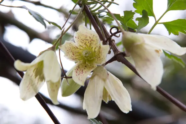 Clematis cirrhosa