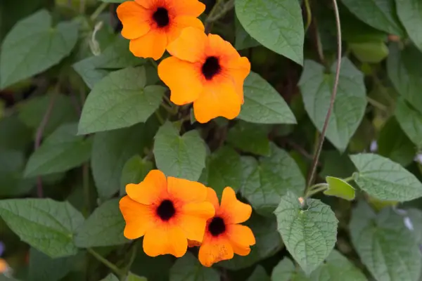 Thunbergia Alata 'Orange and Red'