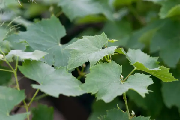 Vitis vinifera „Gloria Boskoop”