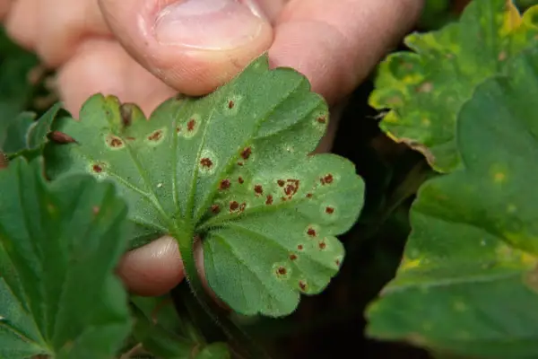 Qu'est-ce qui endommage les feuilles de mes plantes?