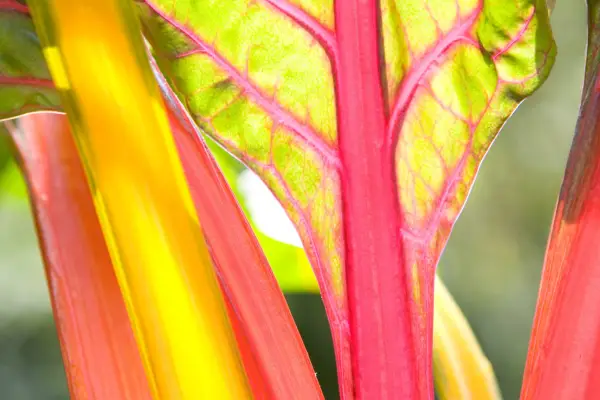 10 nejlepších plodin pro stín