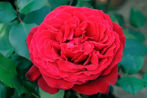 Rosa 