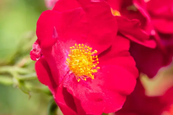 Rosa Flower Carpet Red (