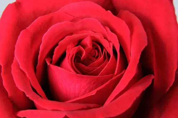 Close-up of a rose 