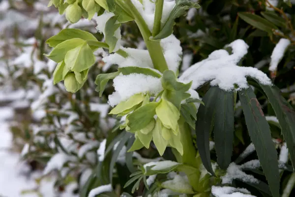 helleborus-foetidus-3