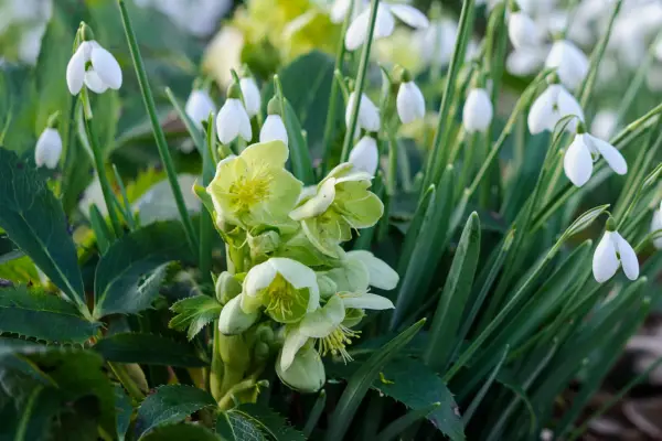 helleborus-argutifolius-3