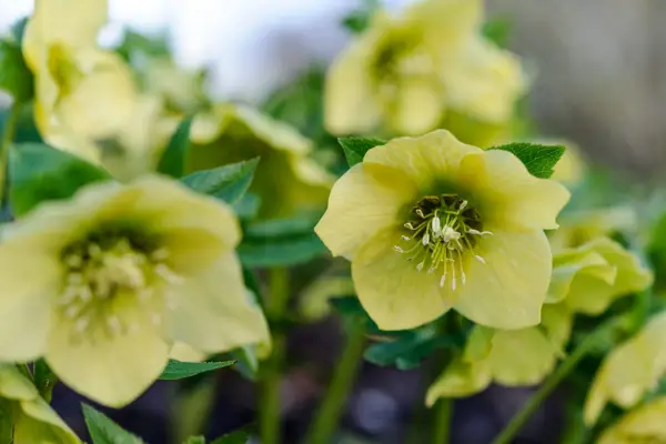 Hellebores préférés d'Alan