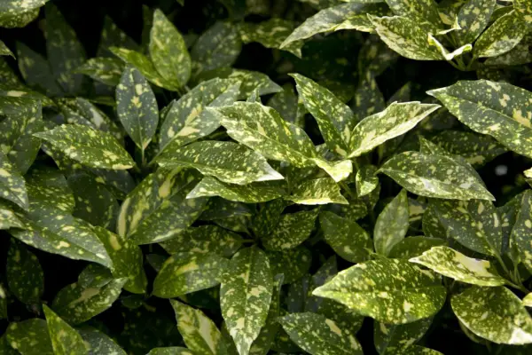 Aucuba Japonica 'Crotonifolia'