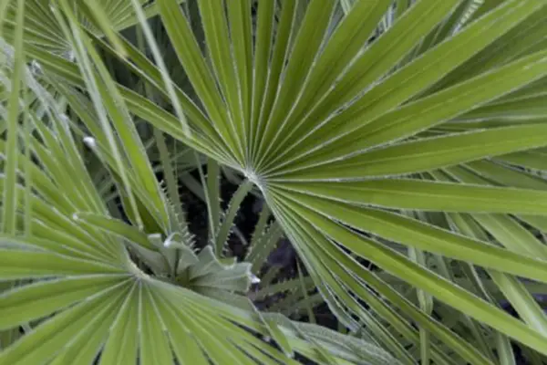 chamaerops humilis
