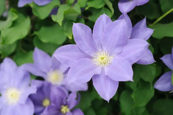 Large mauve flowers of Clematis 