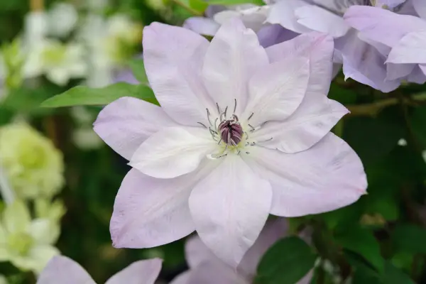 Clematis 'Reflexionen'