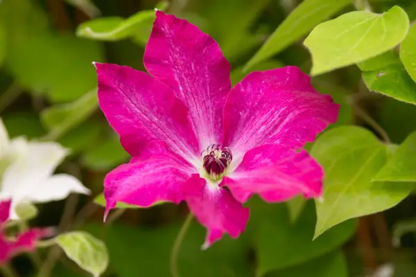 Clematis 'Viva Polen'