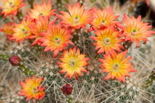 Echinocereus polyacanthus subsp。平和