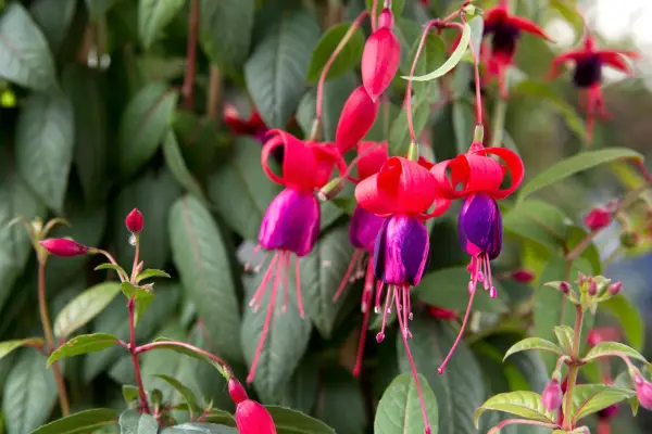 Fuchsia „Blands New Stripe”
