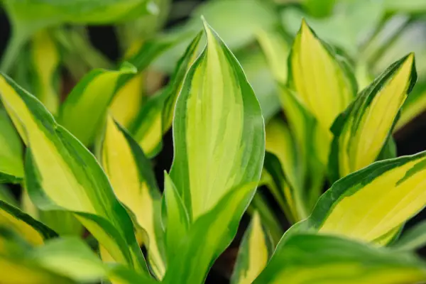 Hosta 'See Little Tufft'