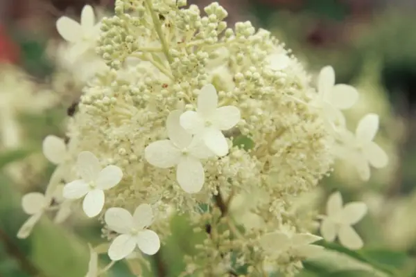 Hortensia paniculata 'polilla blanca'