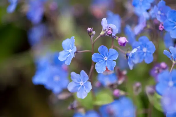 Omphalodes Cappadocica 'Cherry Ingram'