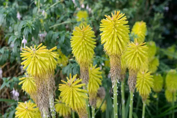 Kniphofia 