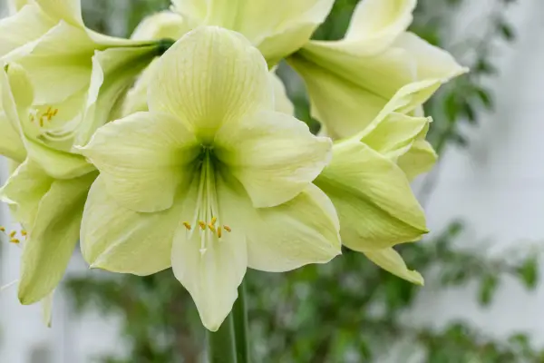 Amaryllis 