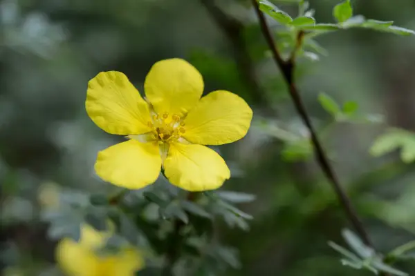 Potentilla fruticosa 