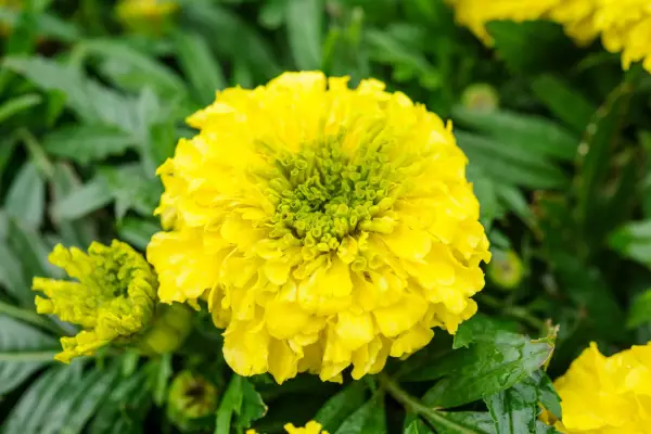African marigold