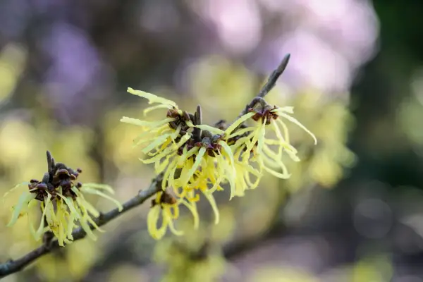 Hammamelis (witch hazel)