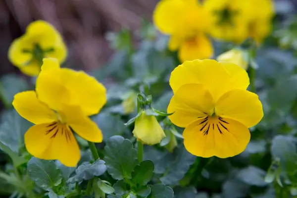 Yellow pansies