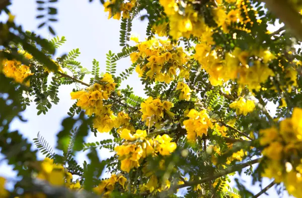 Sophora microphylla 