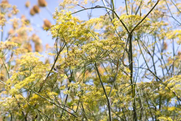Fennel, Foeniculum vulgare