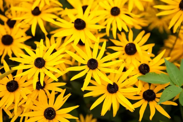 Rudbeckia fulgida 