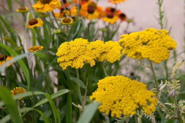 Achillea filipendula 