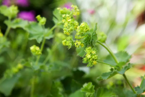 Alchemilla mollis